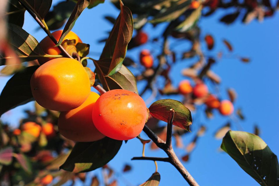 ��� ����� ����� � �����: �� ������ �� ��������