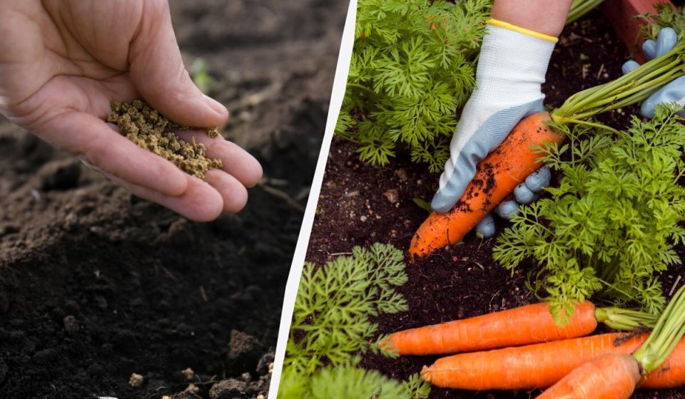 ������������ ��������� ������ �������: ������� ��������� ������