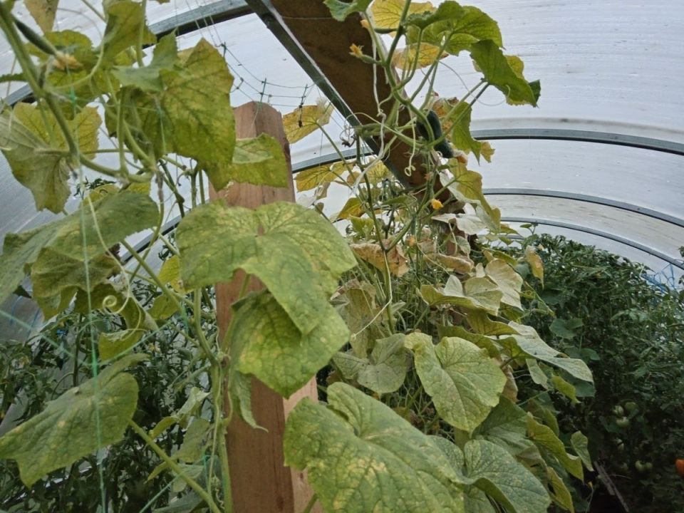 ���������, ������� ������ ������