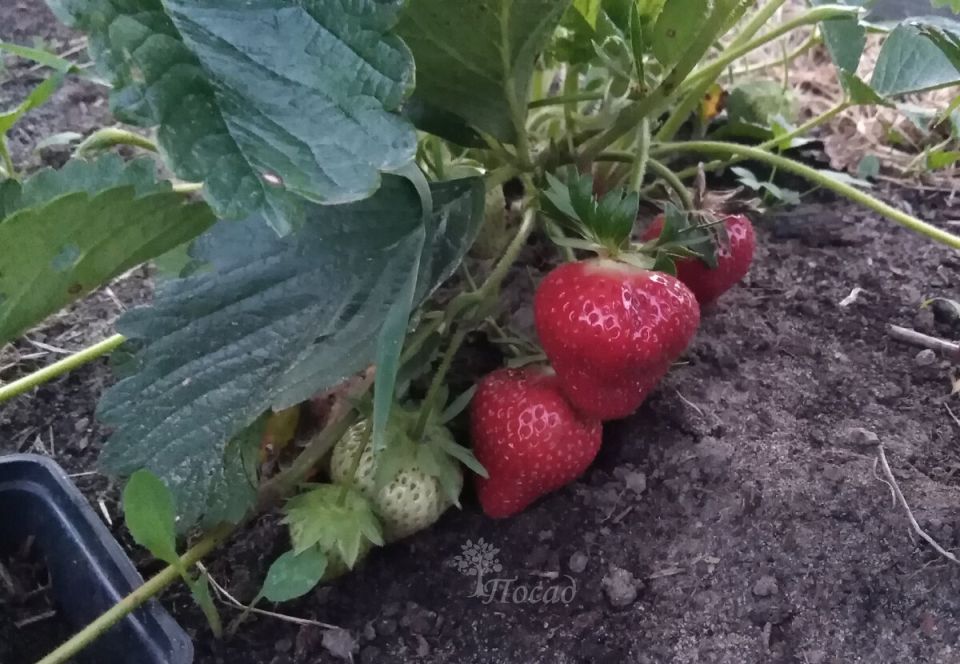 ��� �� ���� ����� ������������ ����� ��� ��������: ������� ���������