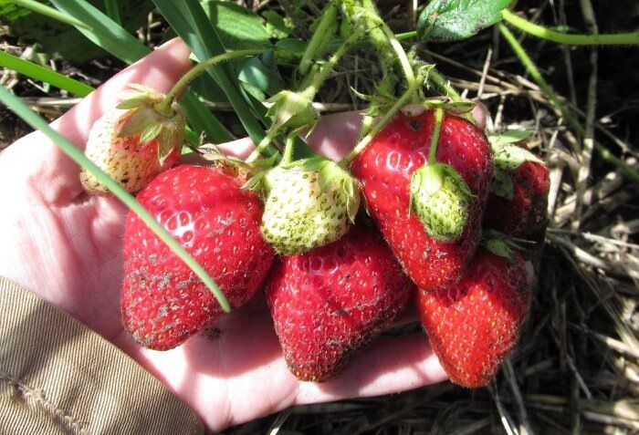 ��� ������ ��� ������� ��������: ��� ��������� ������ �����