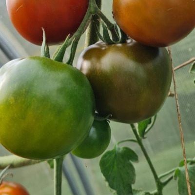 ����� �����: ������� ��������� ����������� ����������� �������