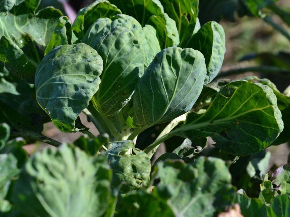 ��� �������� �������: ����������� ������ ������ ����������