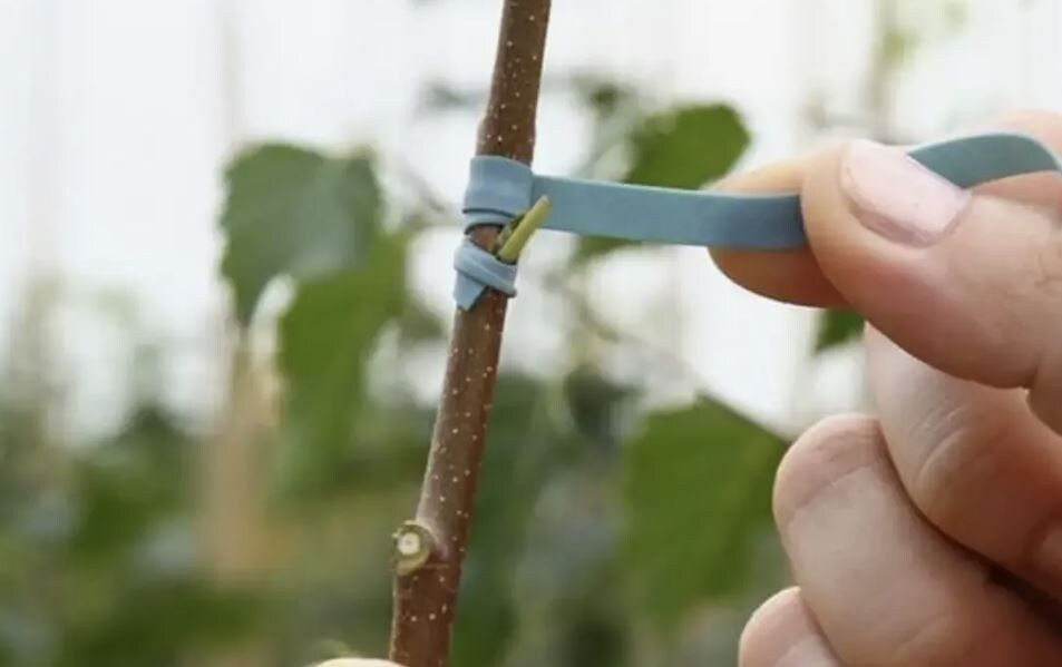 ������ �������� �������� �������� � ��������� ������ �� ���������� � �����������