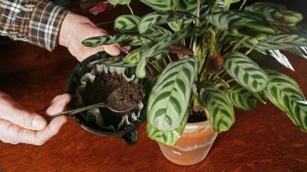 Спокойные способы подкармить дома растения и цветы