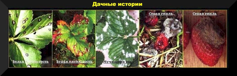 Уход за клубникой в августе: как сохранить урожайность и подготовить грядку к будущему сезону