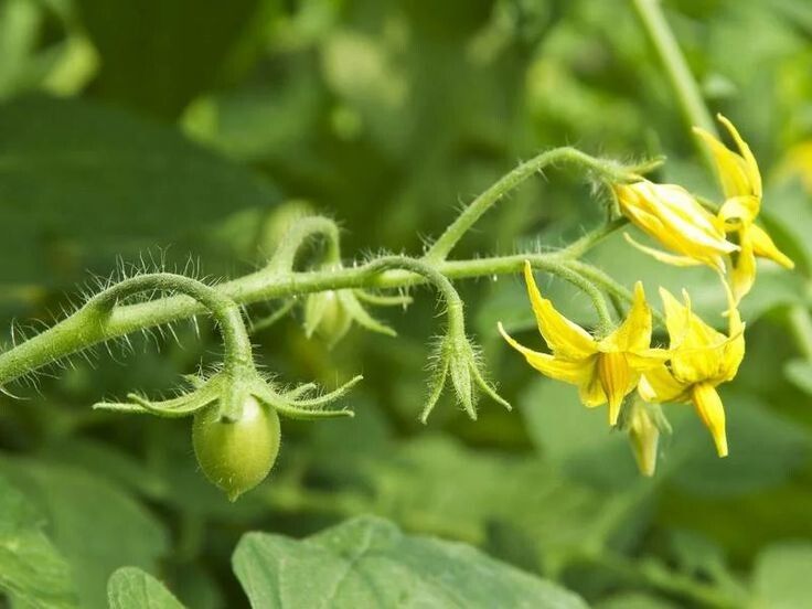 ����������� ������ �������: ��� ������ ������������ � ����