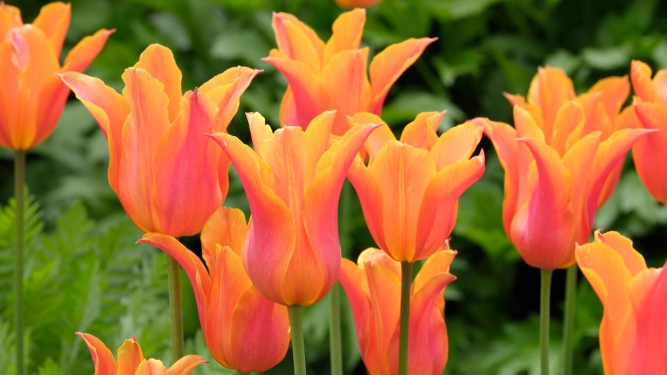 Тюльпаны оживут в два счета: вот как их «реанимируют» хитрые хозяйки