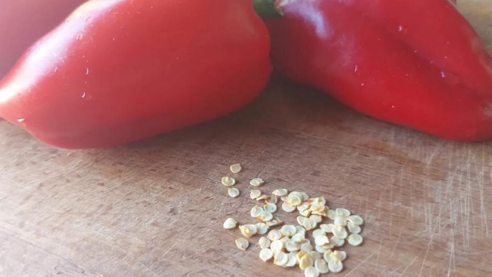 Как выращивание семян из магазина изменило подход к огороду