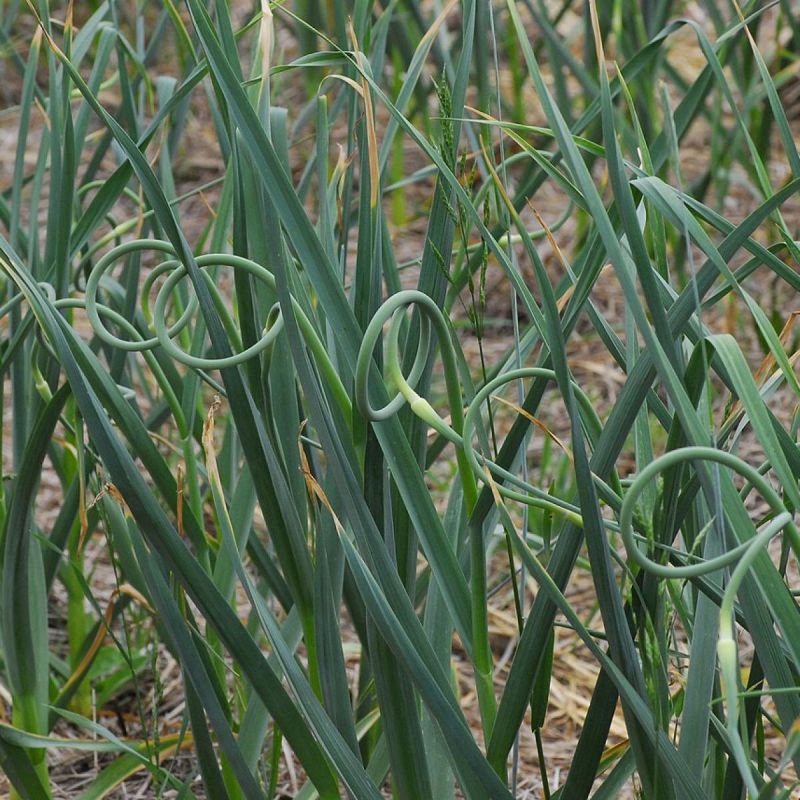 ������ ��� �������: ������� ��������� ������