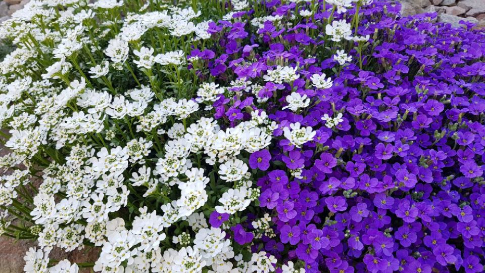 ������� ������ ��� �������: ��� ����������� ������� ��� � ����� ������ �� �������