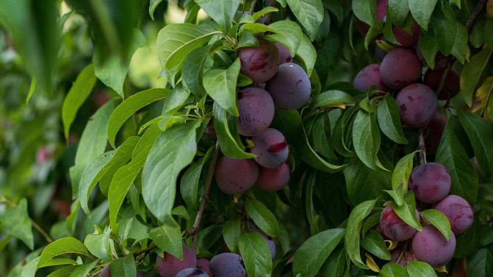 Успейте подкормить, пока не поздно: слива «ждет» только этого удобрения весной