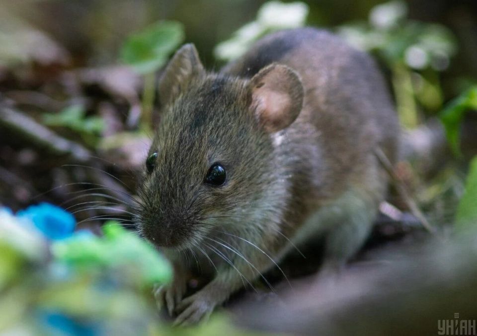 Как сохранить дом в безопасности: советы по борьбе с мышами без химикатов