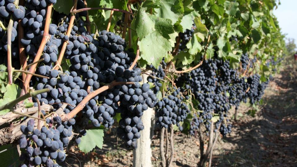 ��� �������� ������������ ������ ��������� � ������������ ���������