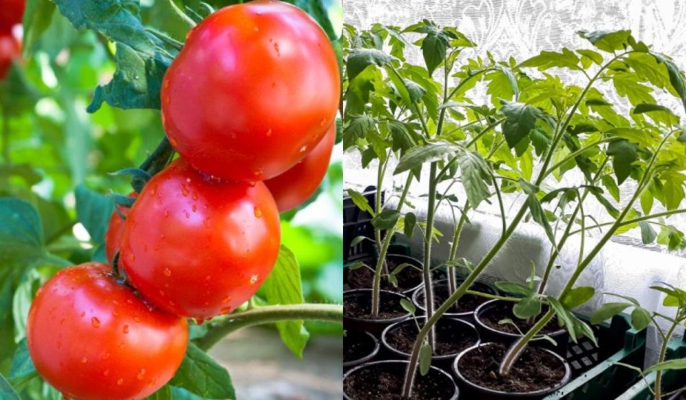 ��� ����������� �������� � ������ � ��������� ������ ������� ���