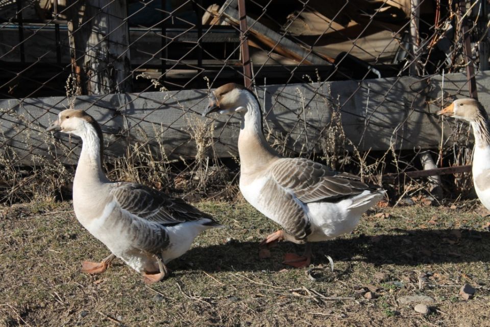 ��� ���������� ����� ����� ����� ���������� ��������