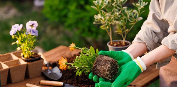 ��� ��������� �������� �������� ����� ������: ������ ��� ���������