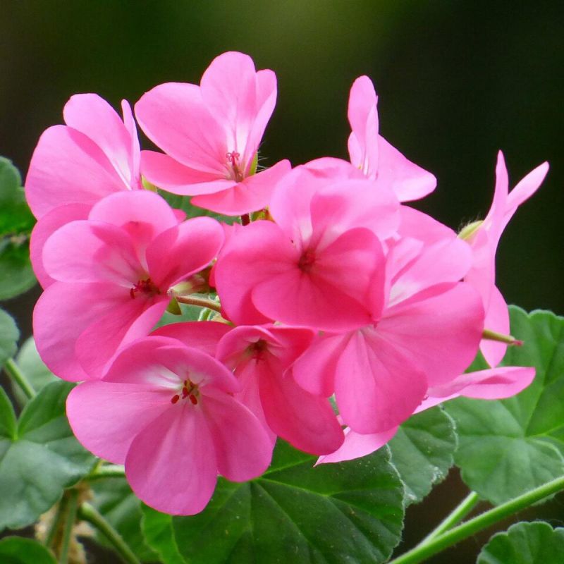 ������� �������� ������: ���� �� �������