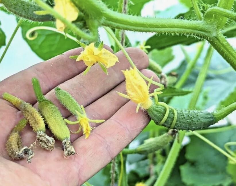 �������� ������� � �������: �������� ������� � �� �������