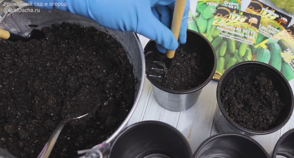 ��� ���������� ������ ������� ��������� ������� �������