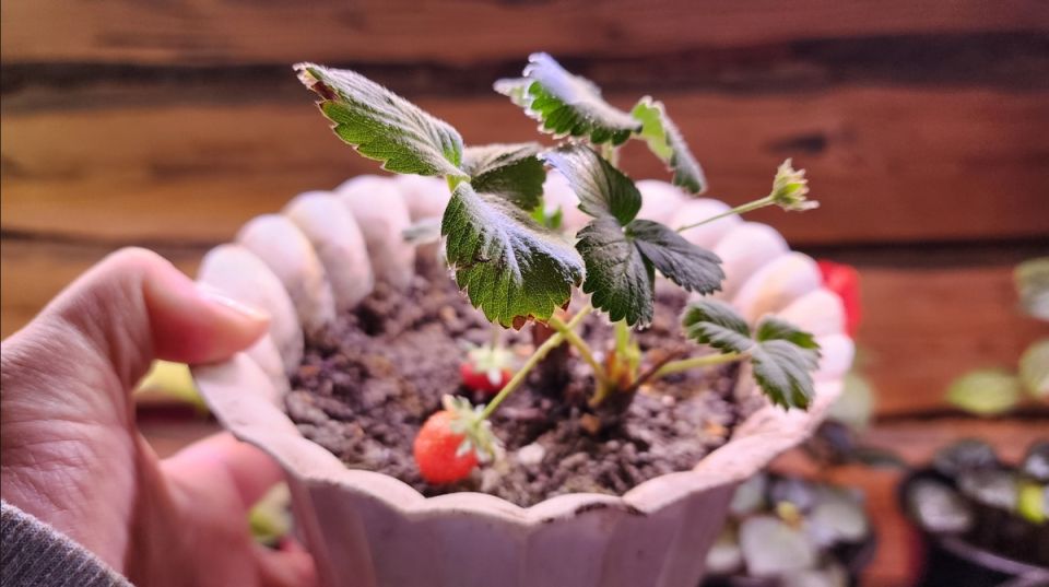 Как вырастить клубнику зимой: секреты домашнего угощения