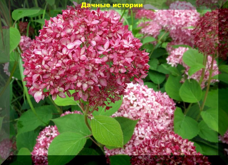 ���������, ������� ������� ��� ���: ������� ����� � ����� ��������������� �����