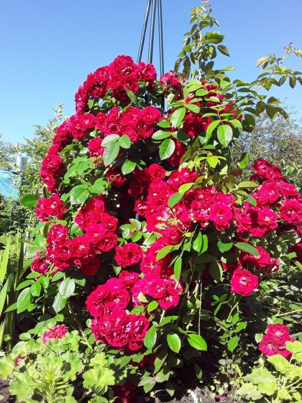 Необычная миссия: как плетистые розы меняют мир вокруг