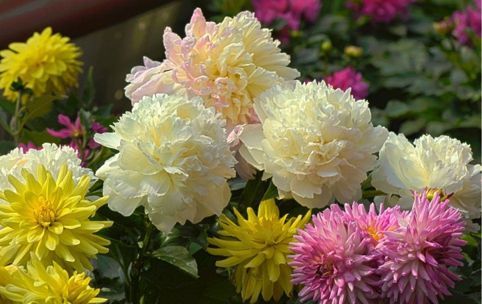 Как подготовить пионы к зиме: важные советы по уходу осенью