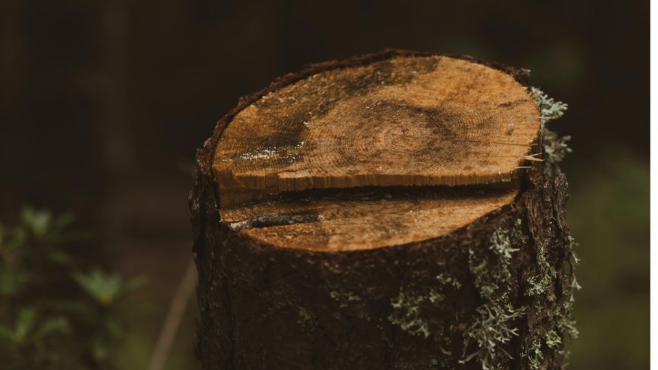 ������ ��� �������: ����������� ������� �� ������� � ���� ��� ������