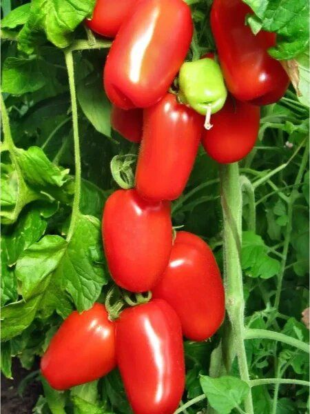 ����� ��������: ���������� ����, ������� ���������� �� ���������