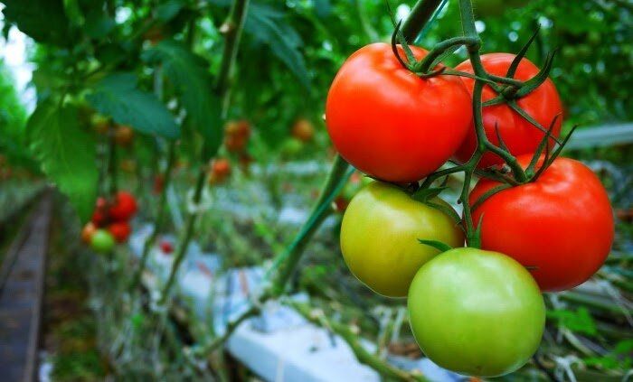 Томатная рассада и подкормки: чего стоит избегать, чтобы не ухудшить урожай