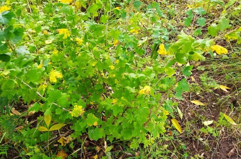 Почему укоренять крыжовник лучше всего в сентябре: важные советы по удобрению