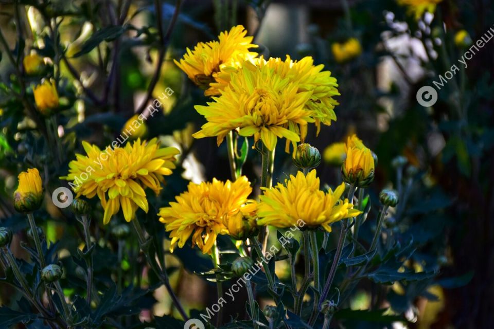 ����������� ��������� ��� ������ �������� ���������