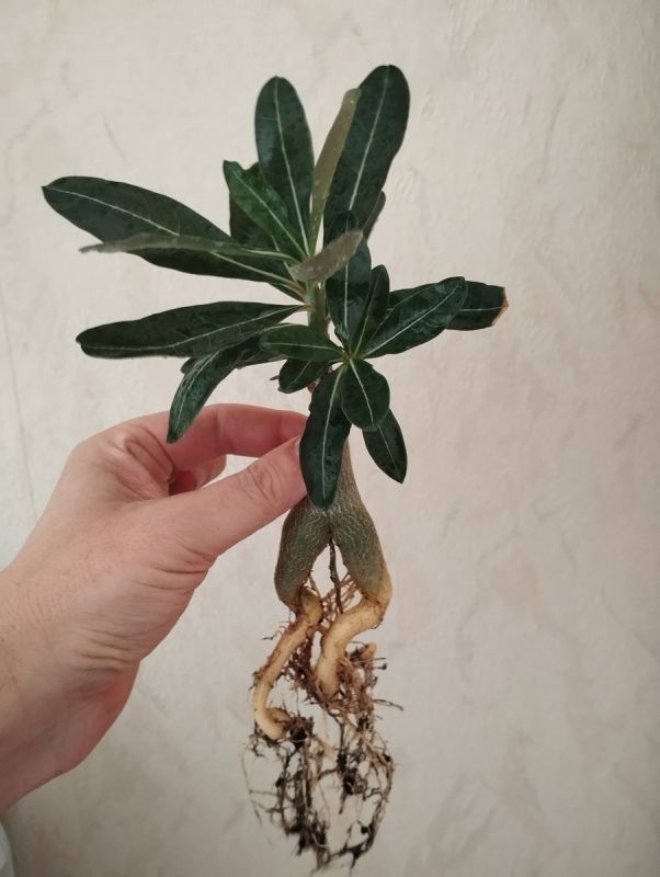 ������ ������� ���������� � ��� � ���� ������?