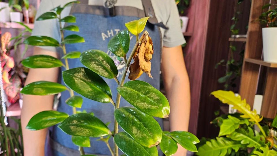 Почему желтеют листья у замиокулькаса: основные причины и решения