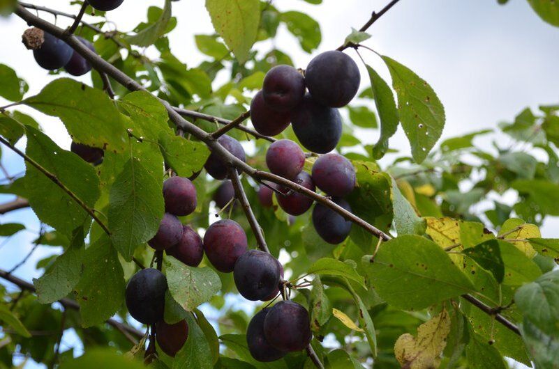 ��� �������� ����� �� ����� ����� ��������: ������ � ������������