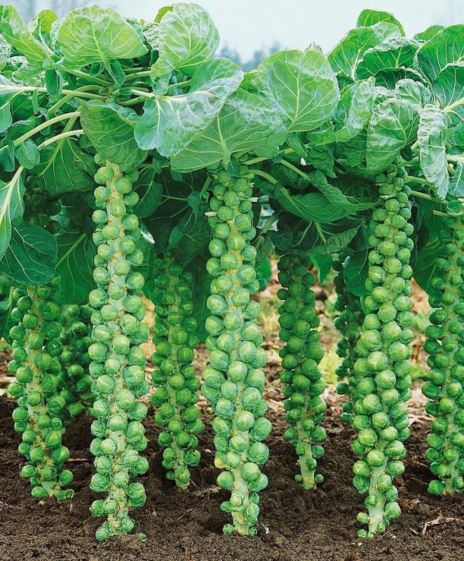 ��� ������� ��������� ������������ �������: ������ � �������