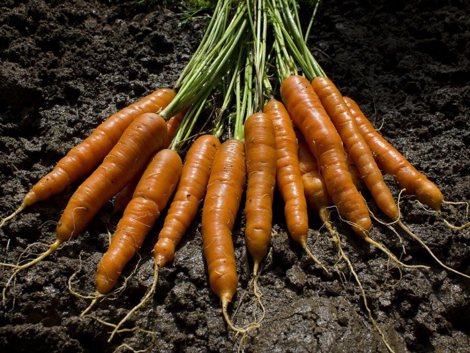 Июньская морковь: как вырастить хрустящие плоды с минимальными усилиями
