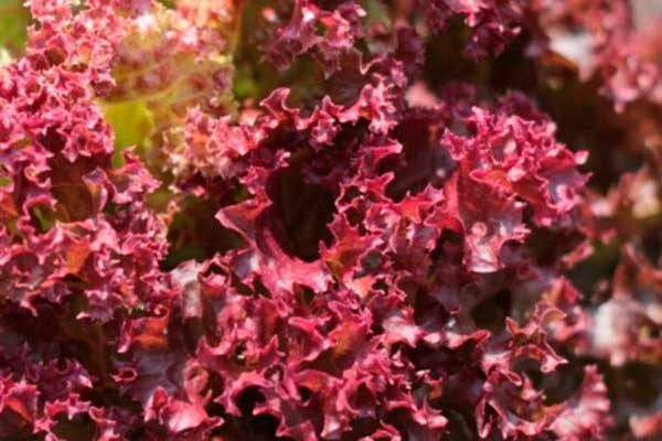 ������� ��������� ����������� ������ ���������