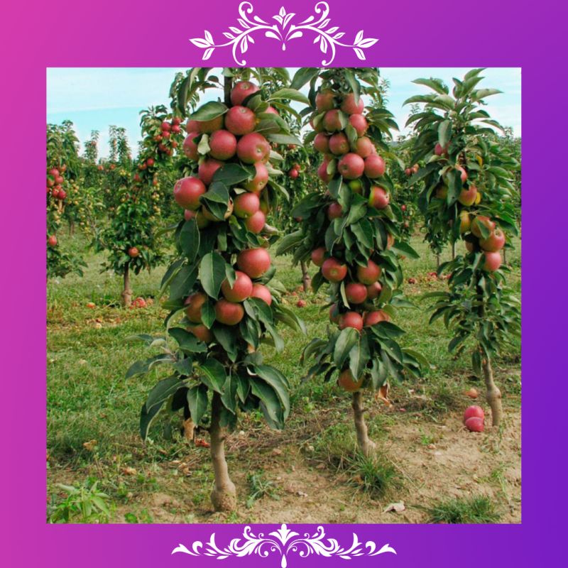 ������������ ������: ������������� ��� ���� ��� �������?