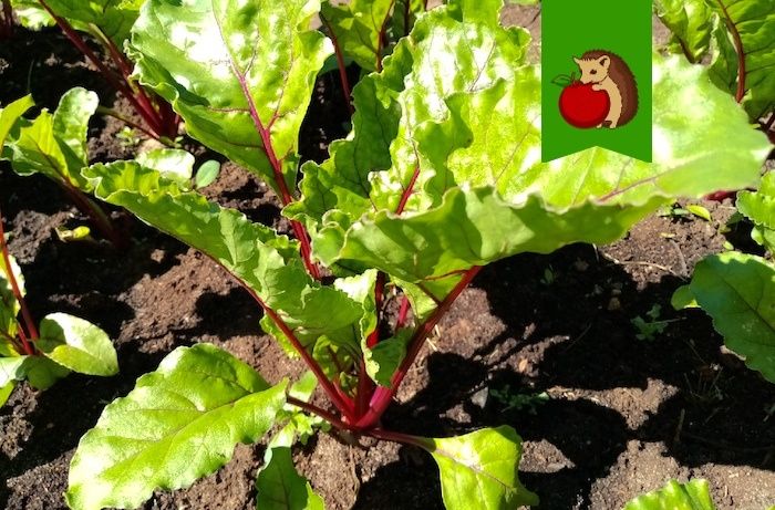 Полив свеклы в июле: секреты для сладких и крупных корнеплодов