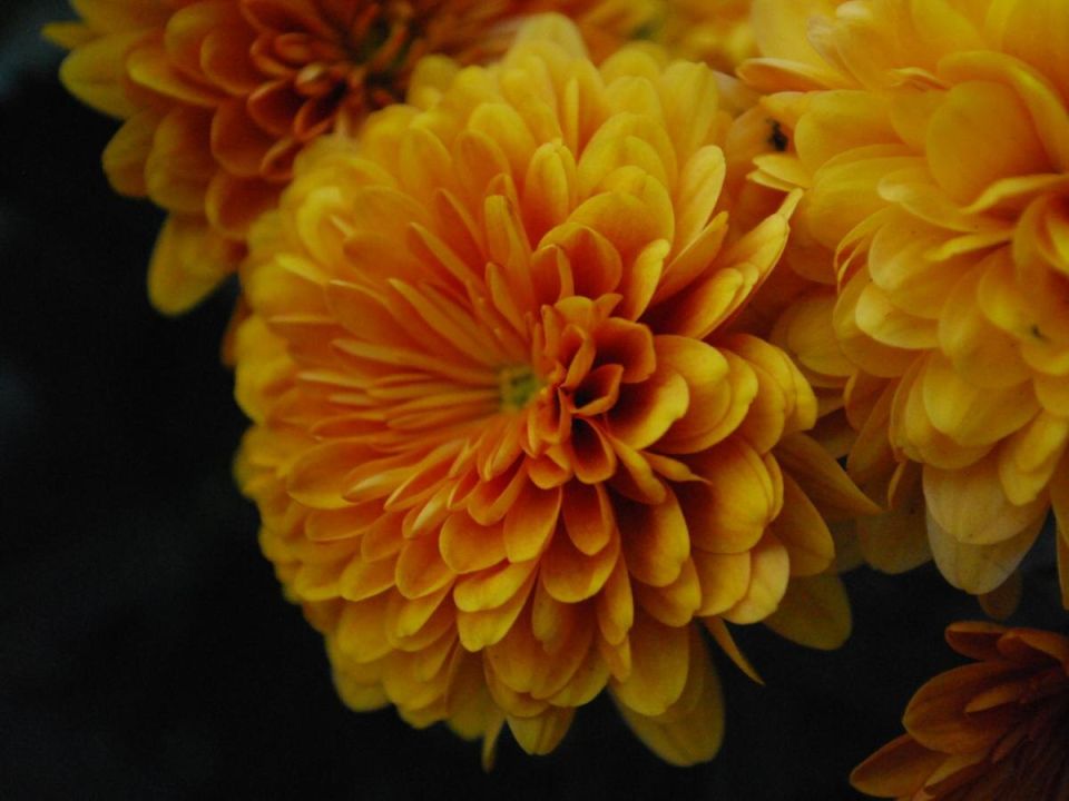 Как спасти рассады, зацветающие раньше срока: советы для дачников