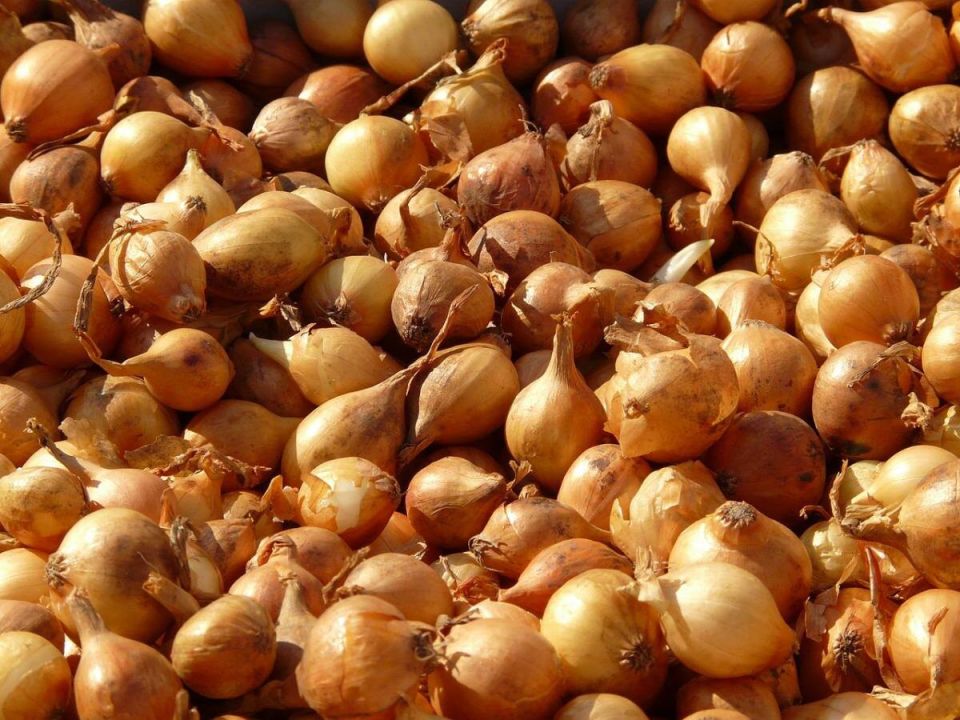 Как соседи делают лук безвкусным и хилым: 5 растений, которых стоит избегать