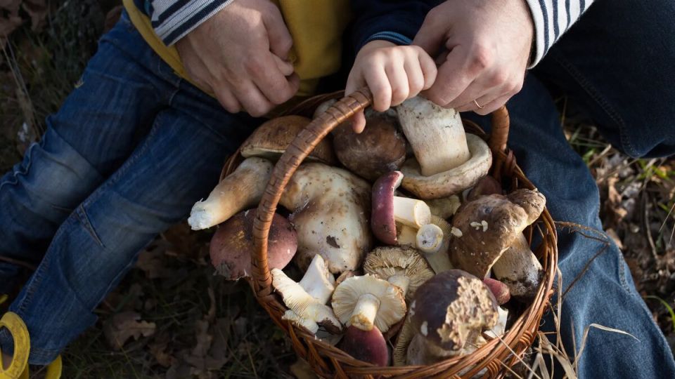 Грибные хитрости: Как быстро очистить урожай за три минуты